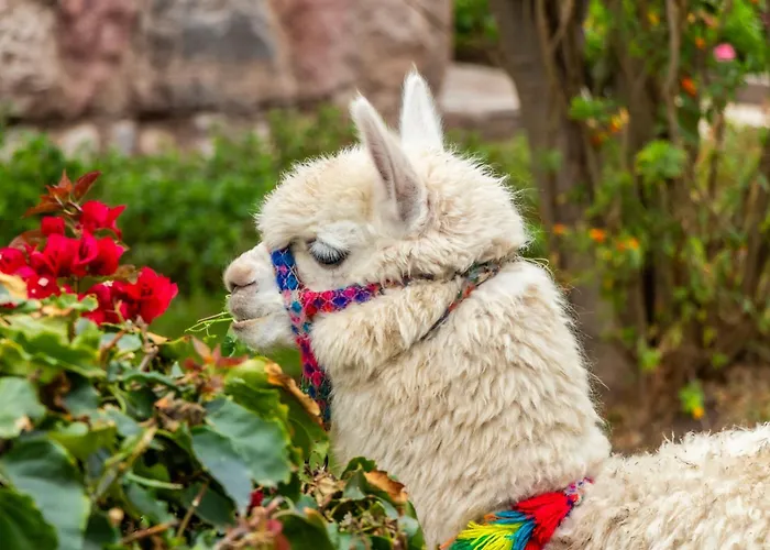 Sonesta Del Inca - Valle Sagrado Yucay Hotel 4*